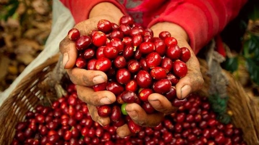 Giá cà phê hôm nay 18/7: Giá cà phê trong nước đi lên